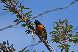 Oriole, Baltimore, 2025-05037327 Parker River NWR, MA